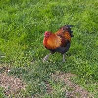 Giovane gallo docile e sgargiante