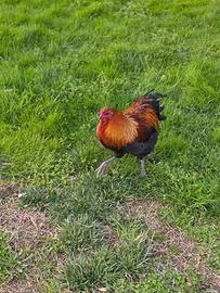 Giovane gallo docile e sgargiante