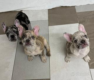 Cuccioli bulldog francese