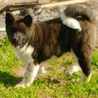 Akita americano