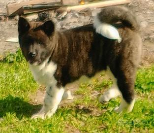 Akita americano