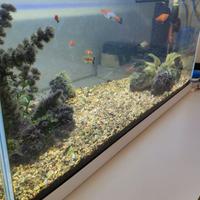 Acquario di acqua dolce 