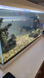 Acquario di acqua dolce 