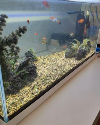Acquario di acqua dolce 