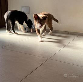 Cuccioli border collie