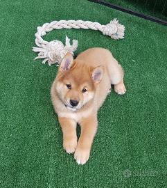 Cucciolo rosso sashige pedigree ENCI