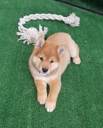 Cucciolo rosso sashige pedigree ENCI