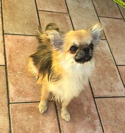 Chihuahua