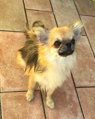 Chihuahua