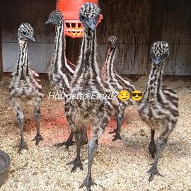 Cuccioli di emu