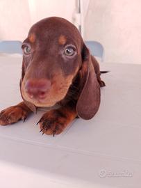 Bassotto cioccolato Kaninchen