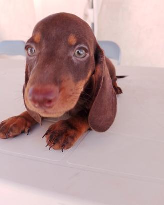 Bassotto cioccolato Kaninchen