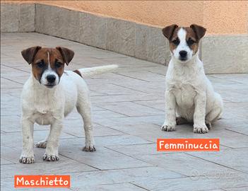 Jack Russell Terrier Maschio e Femmina