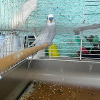 Cocorita