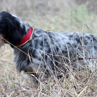 Setter Inglese pronta caccia