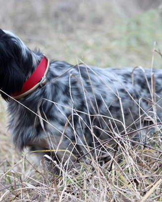 Setter Inglese pronta caccia