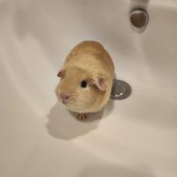 Cavia peruviana (con gabbia)