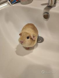 Cavia peruviana (con gabbia)