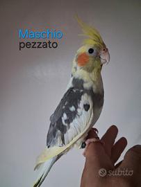 Calopsiti allevate a mano
