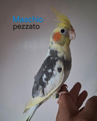 Calopsiti allevate a mano