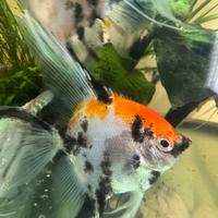 Scalari koi