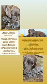 Cuccioli di Labrador Chocolate- Natale ?