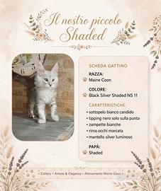 Cucciolo Maine coon