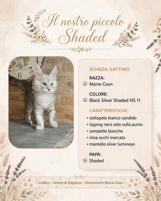 Cucciolo Maine coon