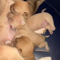 Chihuahua incrocio pincher