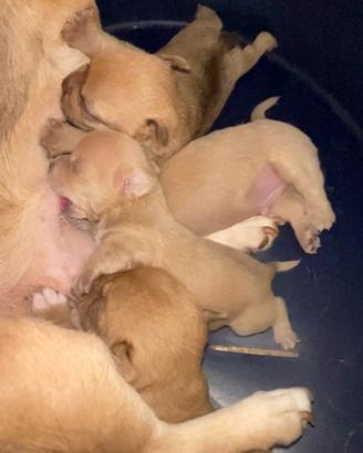 Chihuahua incrocio pincher