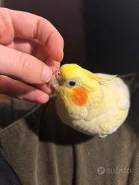 Pappagalla calopsite