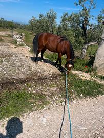 Stupendo pony