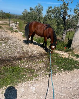 Stupendo pony