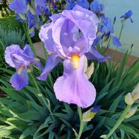 4 rizomi di Iris Pallida profumatissimi