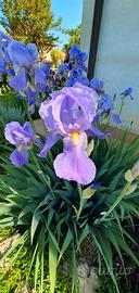 4 rizomi di Iris Pallida profumatissimi