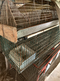 Gabbie per allevamento conigli