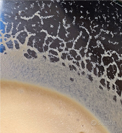 Starter bananaworms pesci,cibo vivo,mini coltura