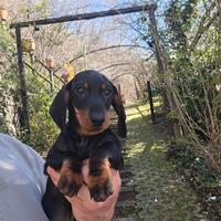 Cuccioli bassotto PEDIGREE ALLEVAMENTO ENCI FCI