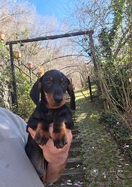 Cuccioli bassotto PEDIGREE ALLEVAMENTO ENCI FCI