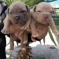 Pitbull