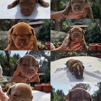 Cuccioli di pitbull terrier ukc red nose