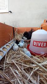 Pulcini galline moroseta