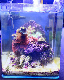 Mini reef 20l