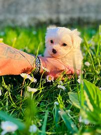 Cuccioli Bishon frise