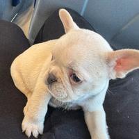 Bulldog francese platinum