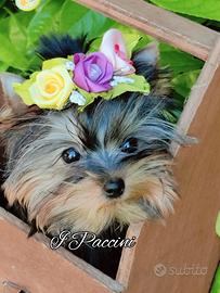 Mini Toy Mini Yorkshire Terrier