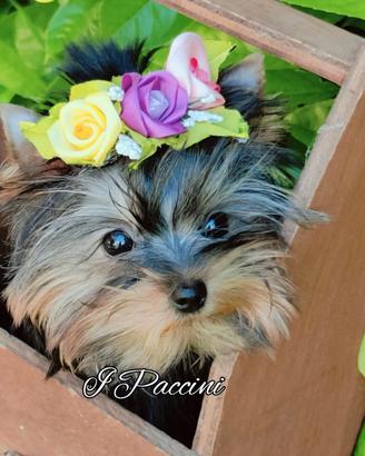 Mini Toy Mini Yorkshire Terrier