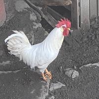 Gallo livornese