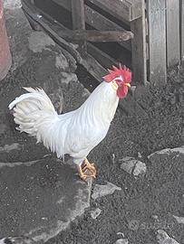 Gallo livornese