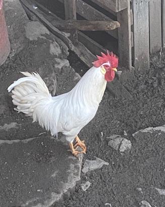 Gallo livornese
